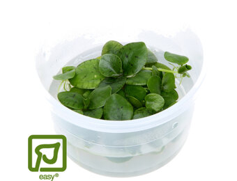 Limnobium laevigatum - Amazonekikkerbeet 1-2-Grow!