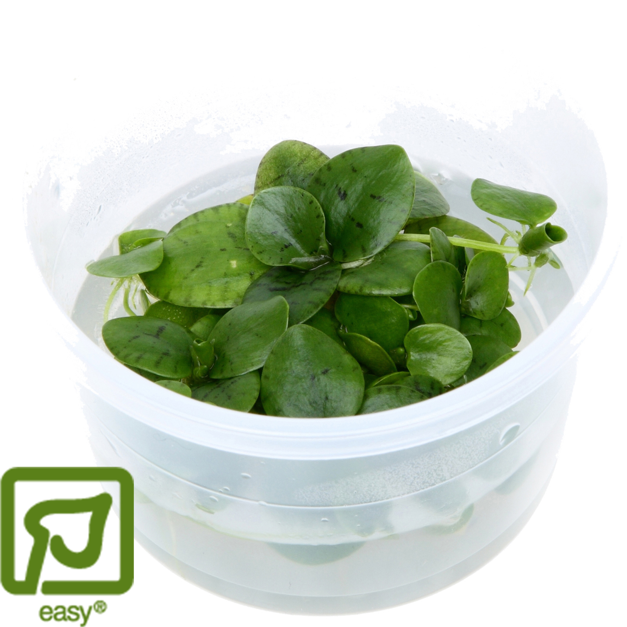 Limnobium laevigatum - Amazonekikkerbeet 1-2-Grow!