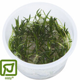 Littorella uniflora - 1-2-GROW!