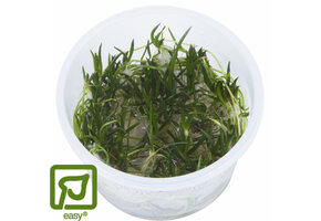 Littorella uniflora - 1-2-GROW!