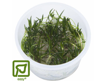 Littorella uniflora - 1-2-GROW!