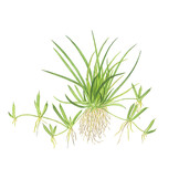 Littorella uniflora - 1-2-GROW!
