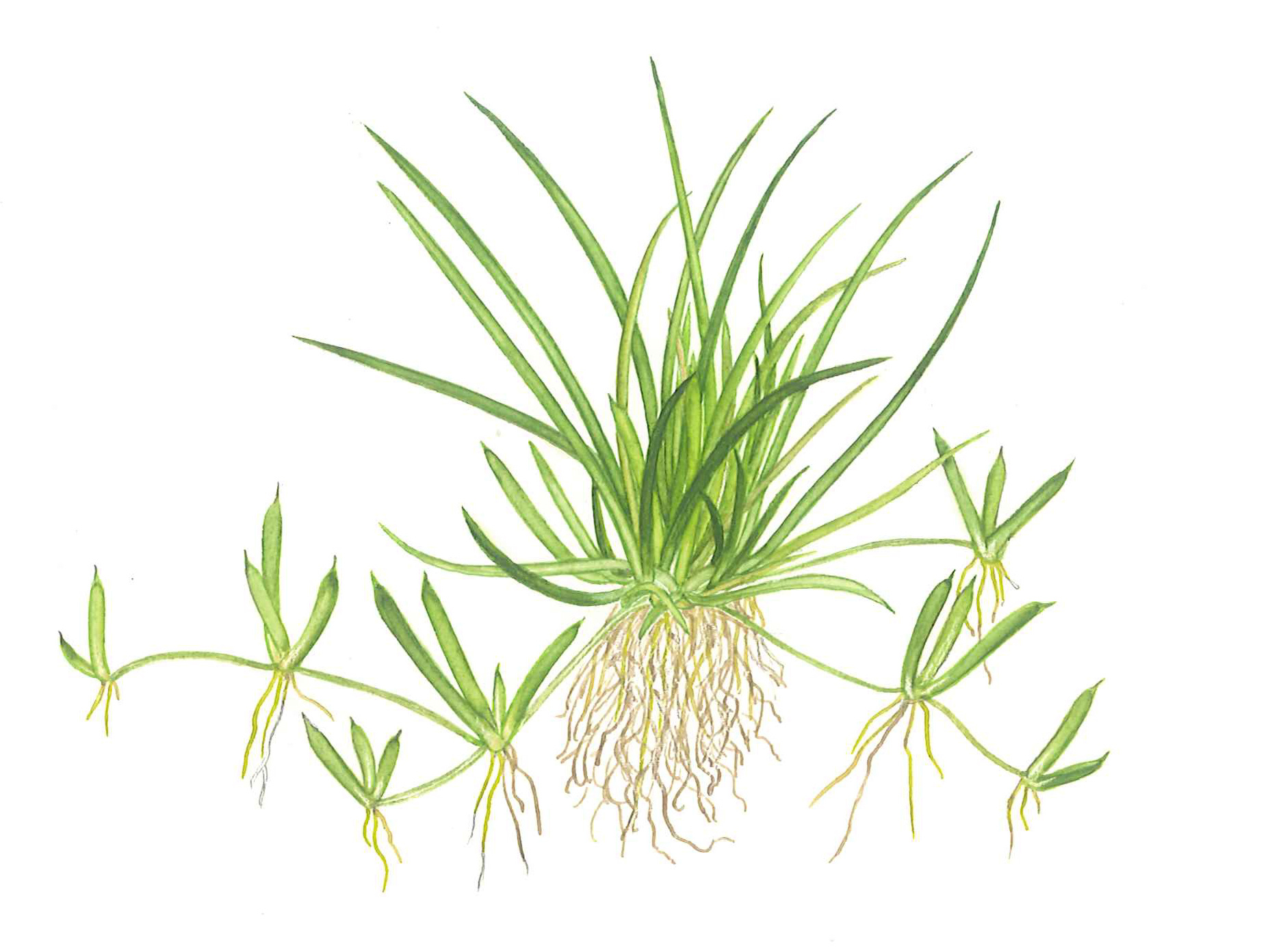 Littorella uniflora - 1-2-GROW!