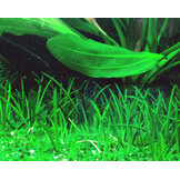 Littorella uniflora - 1-2-GROW!