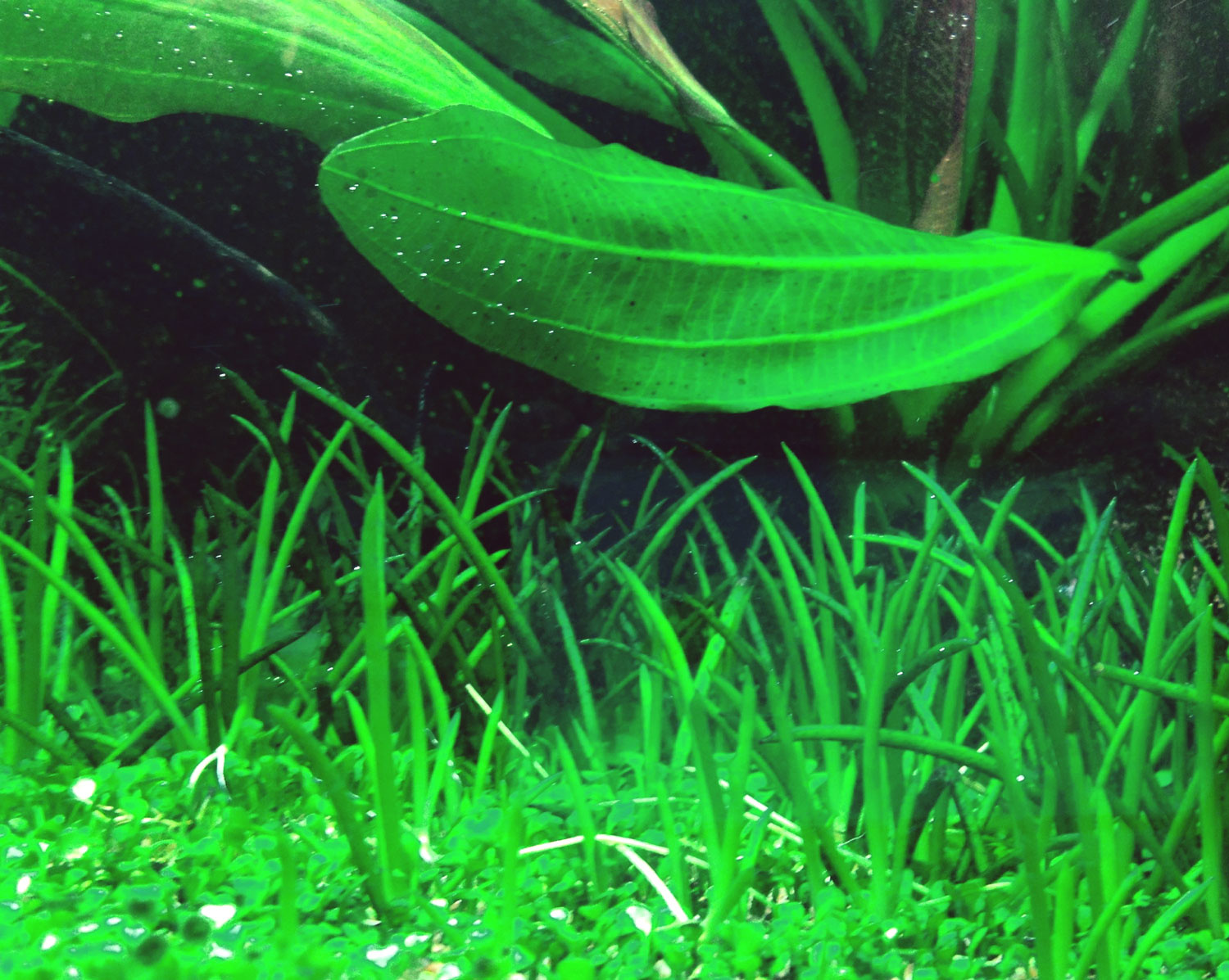 Littorella uniflora - 1-2-GROW!