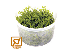 Micranthemum tweediei Monte Carlo - 1-2-Grow!