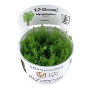 Tropica Myriophyllum Guyana - 1-2-GROW!