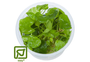 Nymphoides hydrophylla Taiwan - 1-2-GROW!