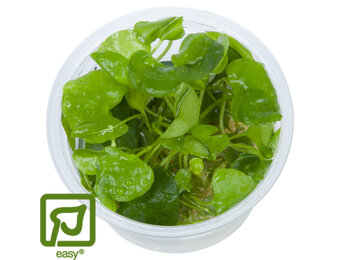 Nymphoides hydrophylla Taiwan - 1-2-GROW!