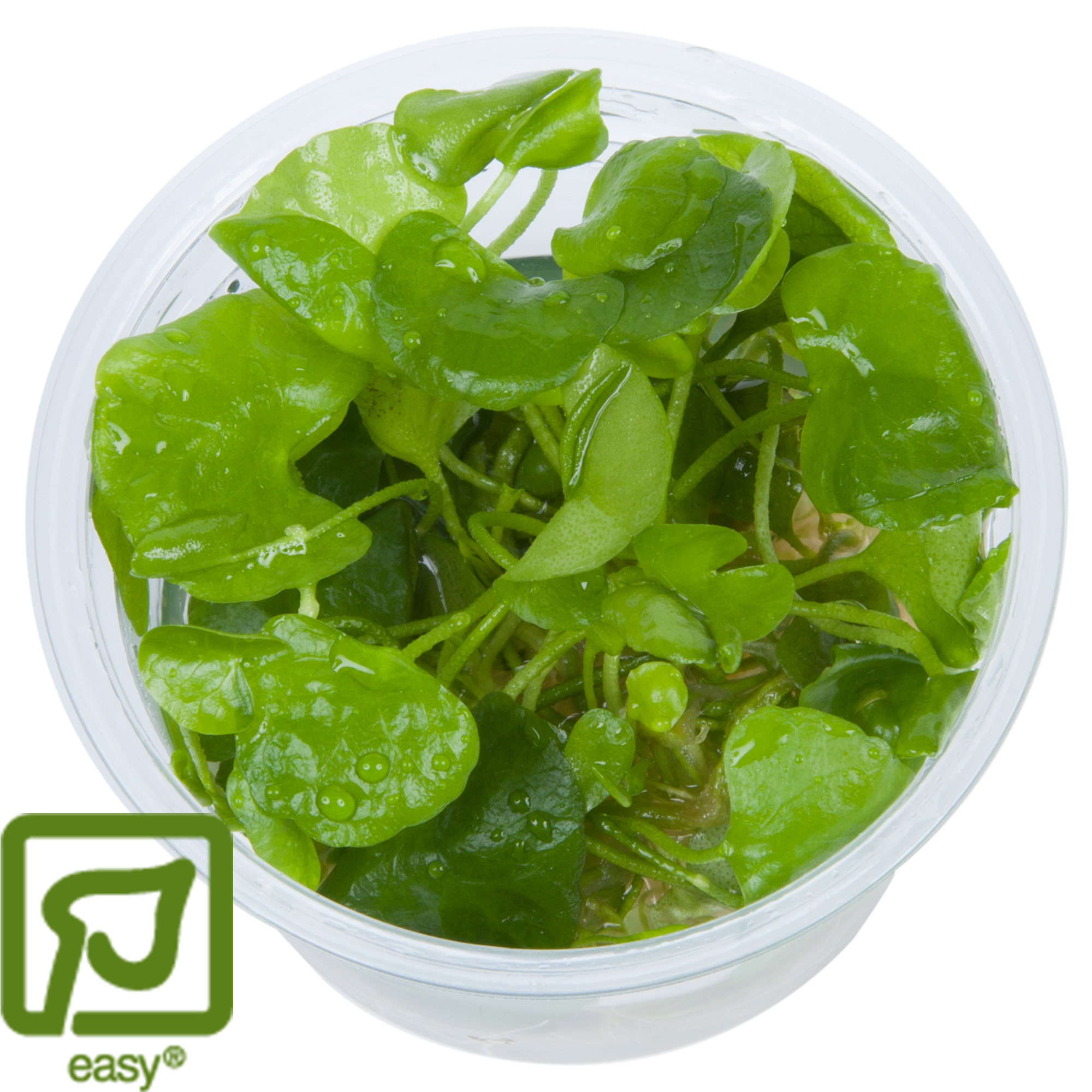 Nymphoides hydrophylla Taiwan - 1-2-GROW!