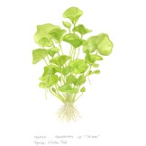 Nymphoides hydrophylla Taiwan - 1-2-GROW!