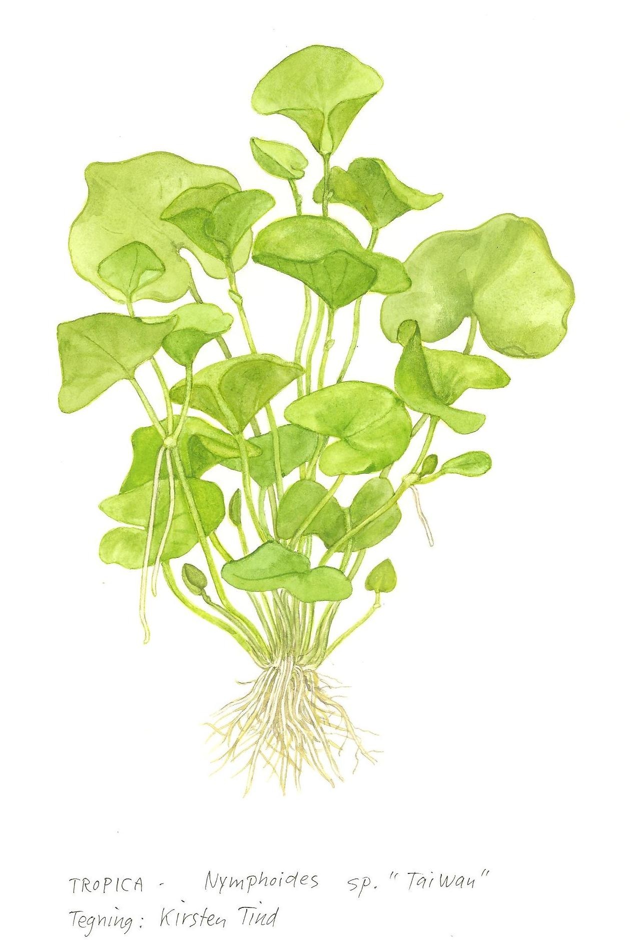 Nymphoides hydrophylla Taiwan - 1-2-GROW!