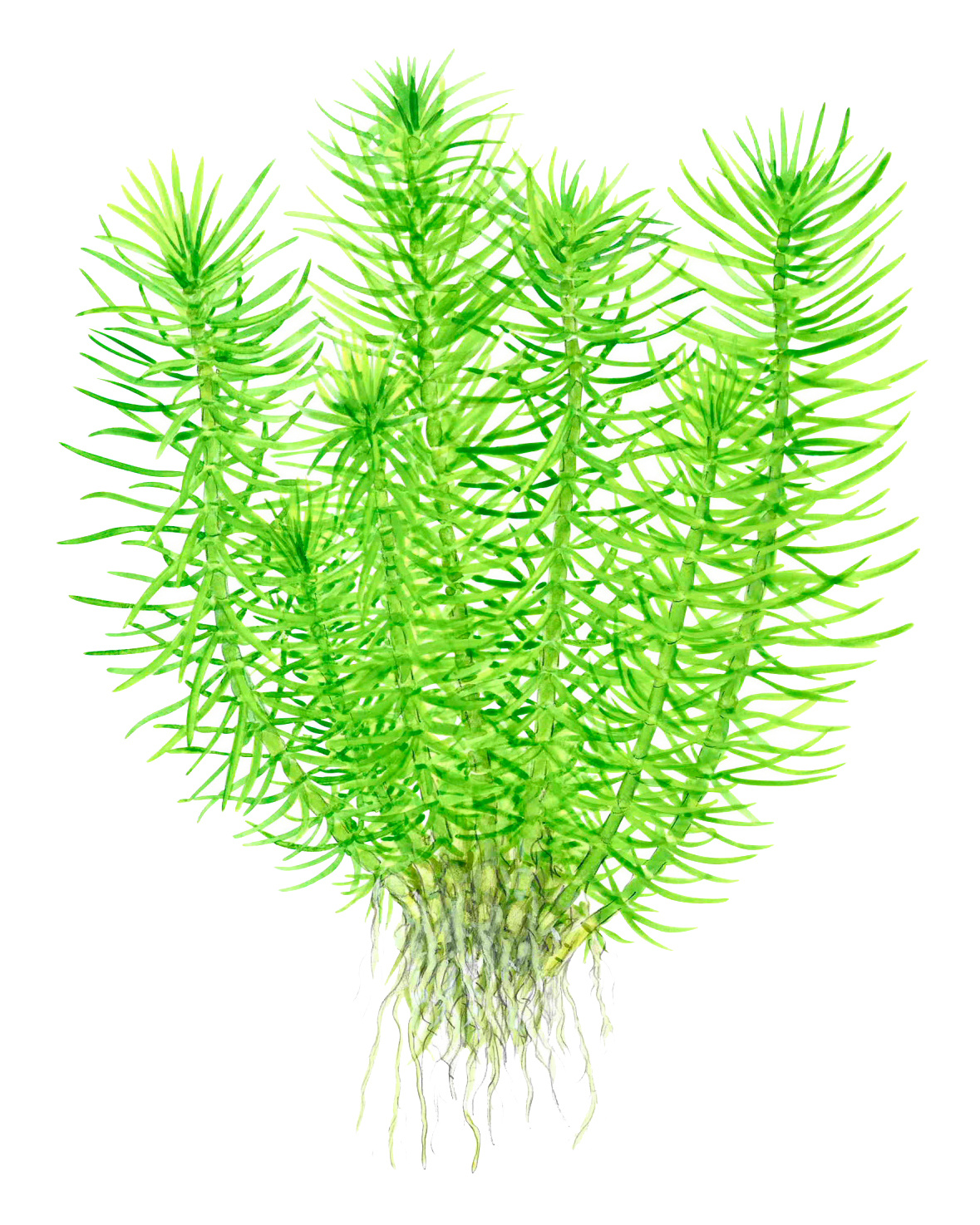 Pogostemon erectus - 1-2-Grow!