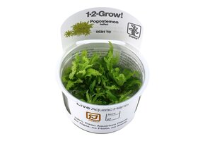 Pogostemon helferi - 1-2-GROW!