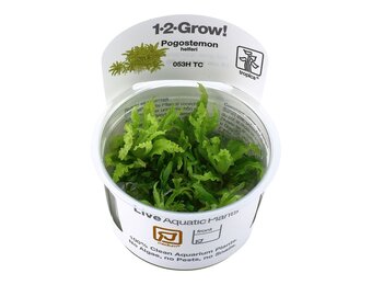 Pogostemon helferi - 1-2-GROW!