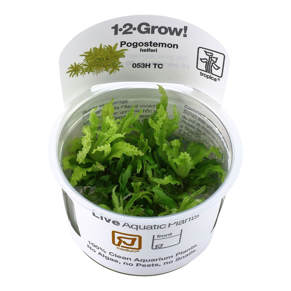 Pogostemon helferi - 1-2-GROW!