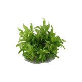 Pogostemon helferi - 1-2-GROW!