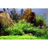 Pogostemon helferi - 1-2-GROW!