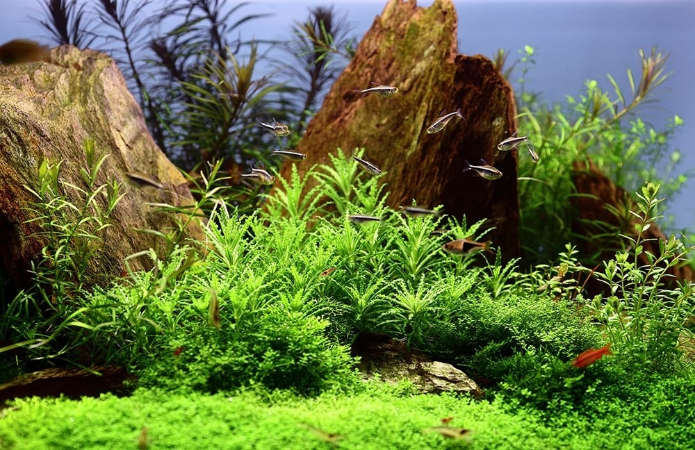 Pogostemon helferi - 1-2-GROW!