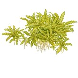 Pogostemon helferi - 1-2-GROW!
