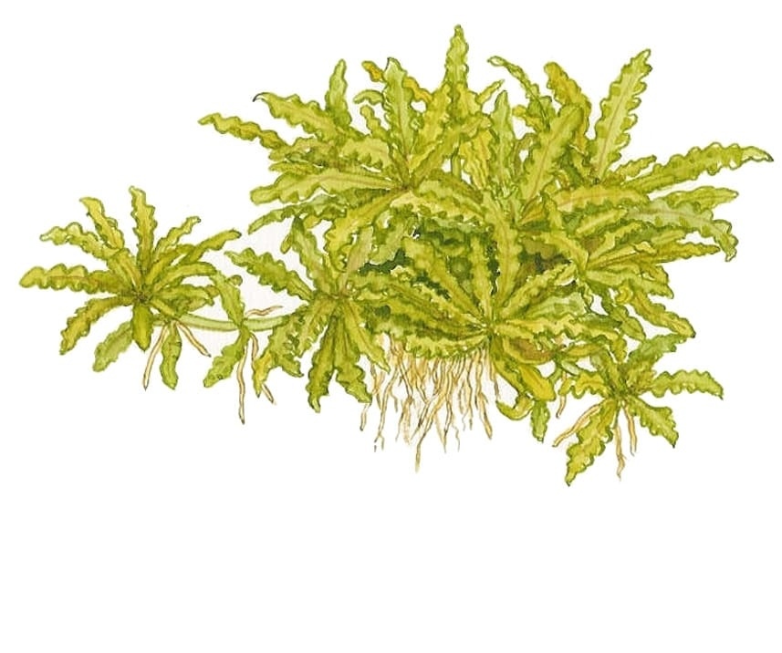 Pogostemon helferi - 1-2-GROW!