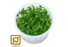 Ranunculus inundatus - 1-2-Grow!