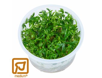 Ranunculus inundatus - 1-2-Grow!