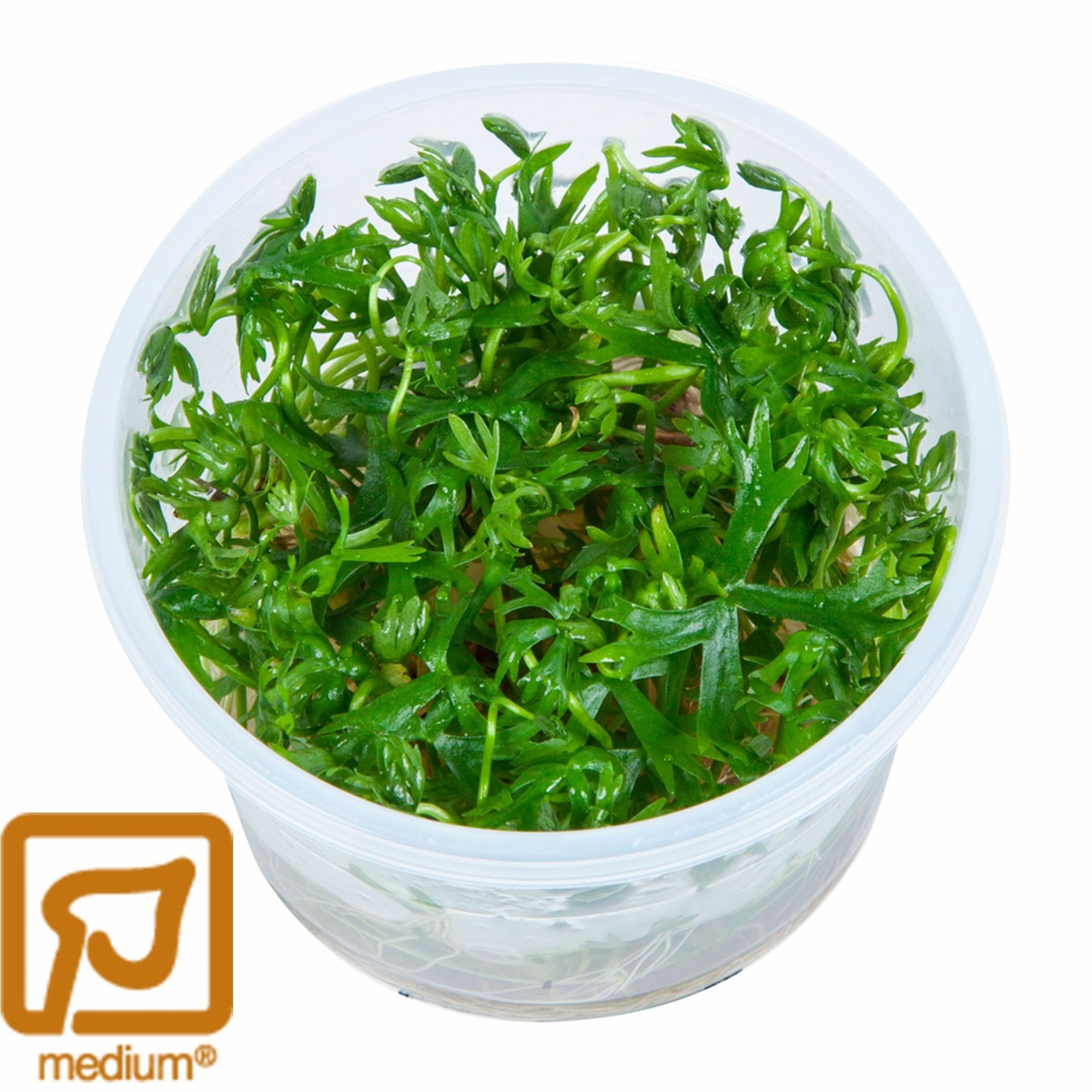 Ranunculus inundatus - 1-2-Grow!