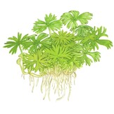 Ranunculus inundatus - 1-2-Grow!