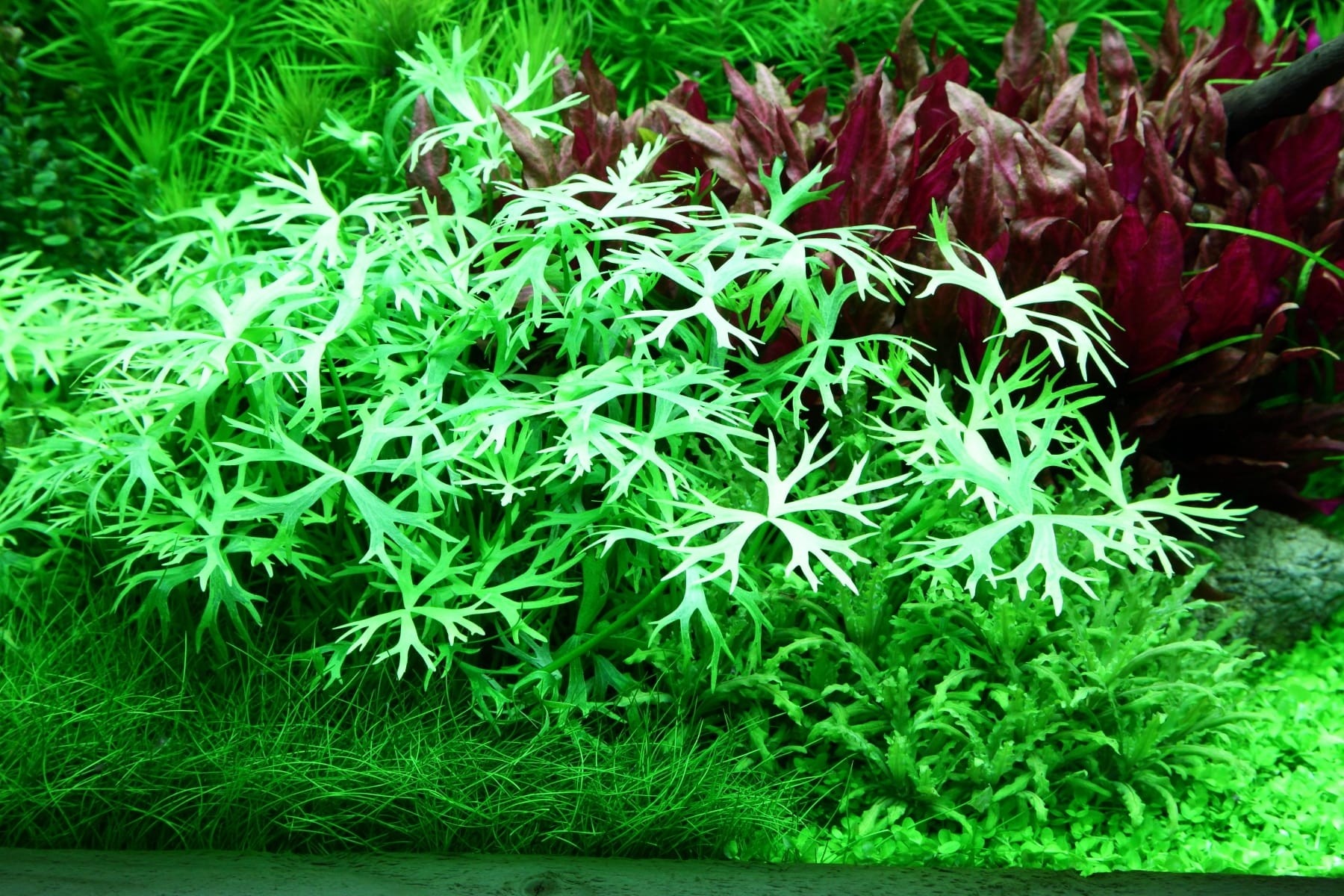 Ranunculus inundatus - 1-2-Grow!