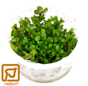 Tropica Rotala indica Bonsai - 1-2-GROW!