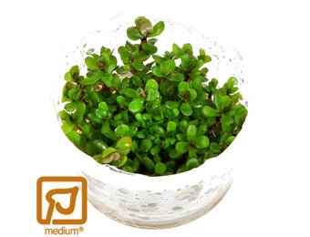 Rotala indica Bonsai - 1-2-GROW!