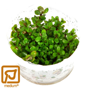 Tropica Rotala indica Bonsai - 1-2-GROW!