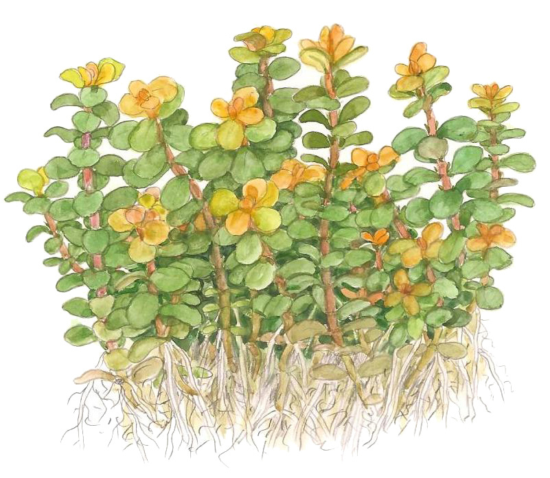 Rotala indica Bonsai - 1-2-GROW!