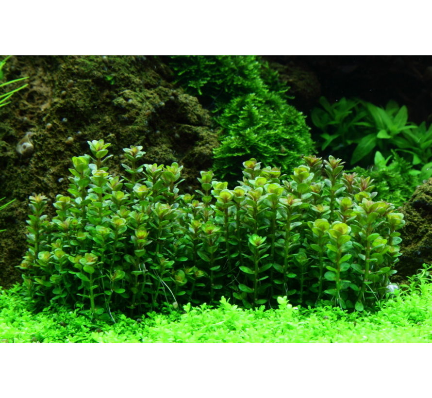 Rotala indica Bonsai - 1-2-GROW!