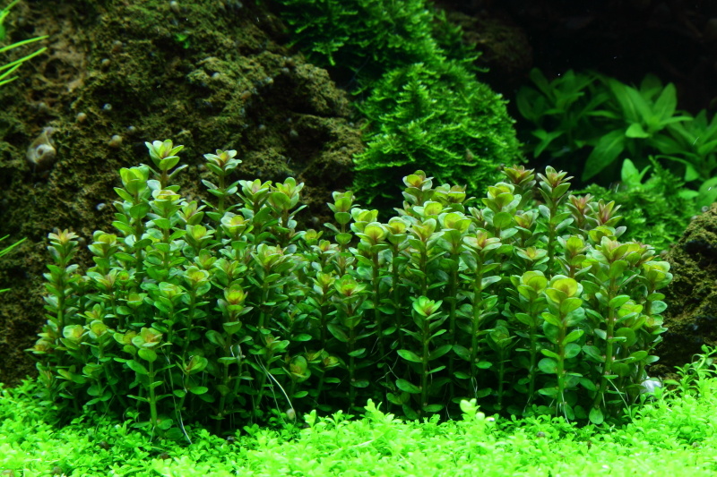 Rotala indica Bonsai - 1-2-GROW!
