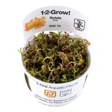Rotala rotundifolia H ra - 1-2-GROW!