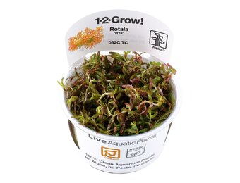 Rotala rotundifolia H ra - 1-2-GROW!