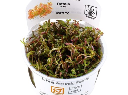 Tropica Rotala rotundifolia H ra - 1-2-GROW!