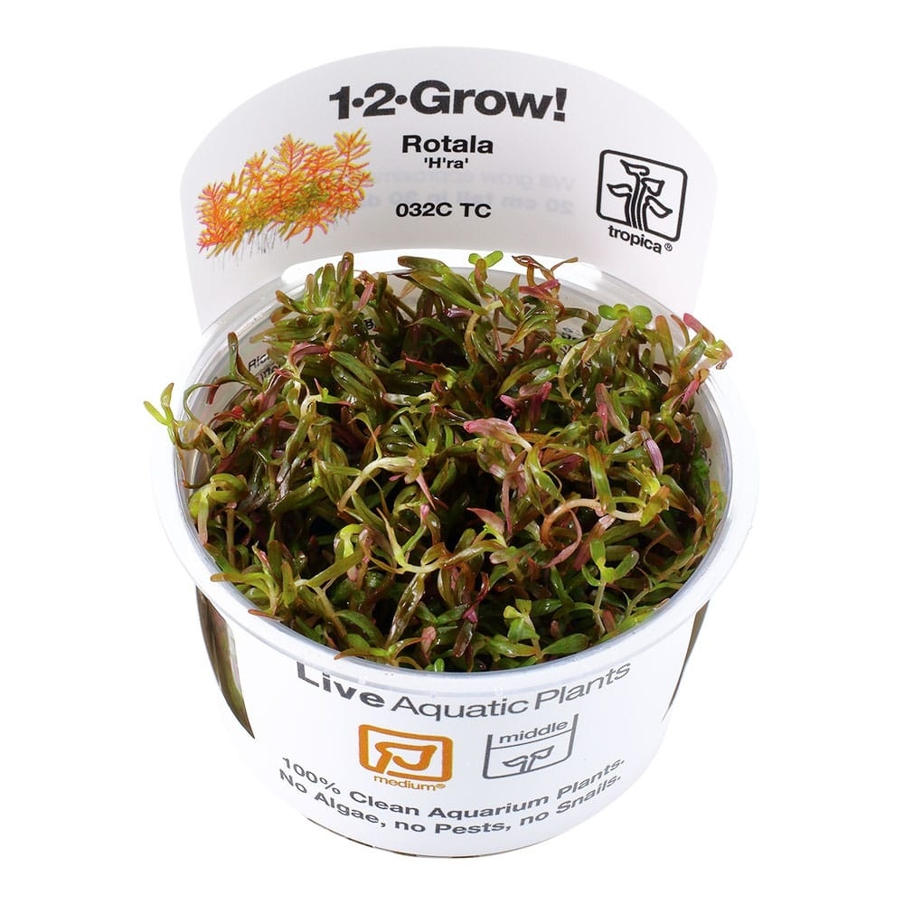 Rotala rotundifolia H ra - 1-2-GROW!