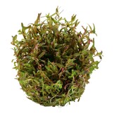Rotala rotundifolia H ra - 1-2-GROW!