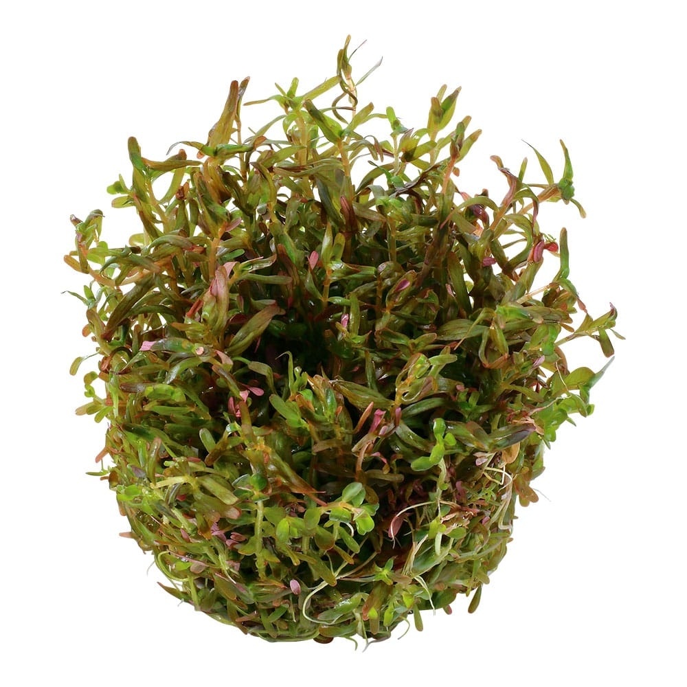 Rotala rotundifolia H ra - 1-2-GROW!