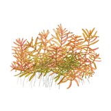 Rotala rotundifolia H ra - 1-2-GROW!