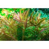 Rotala rotundifolia H ra - 1-2-GROW!