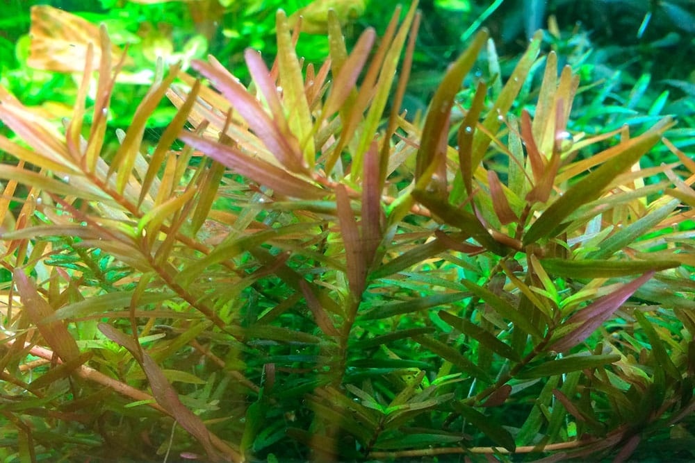 Rotala rotundifolia H ra - 1-2-GROW!
