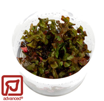 Tropica Rotala macrandra - 1-2-Grow!