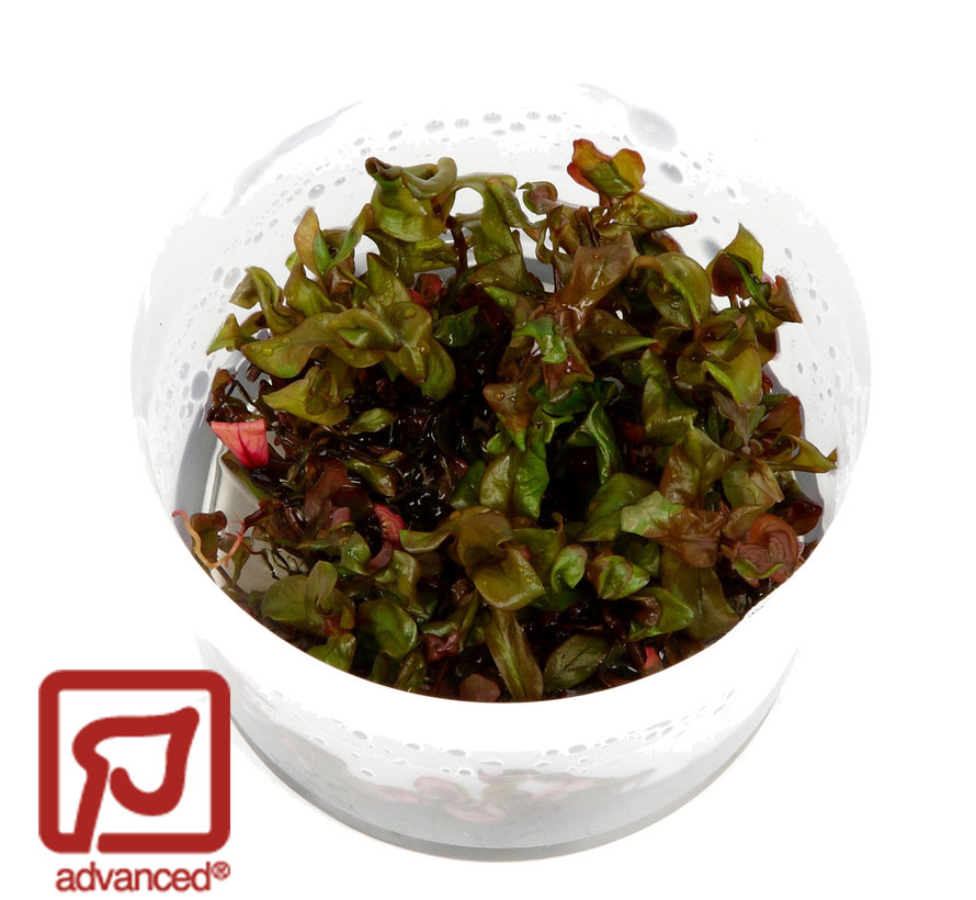 Rotala macrandra - 1-2-Grow!