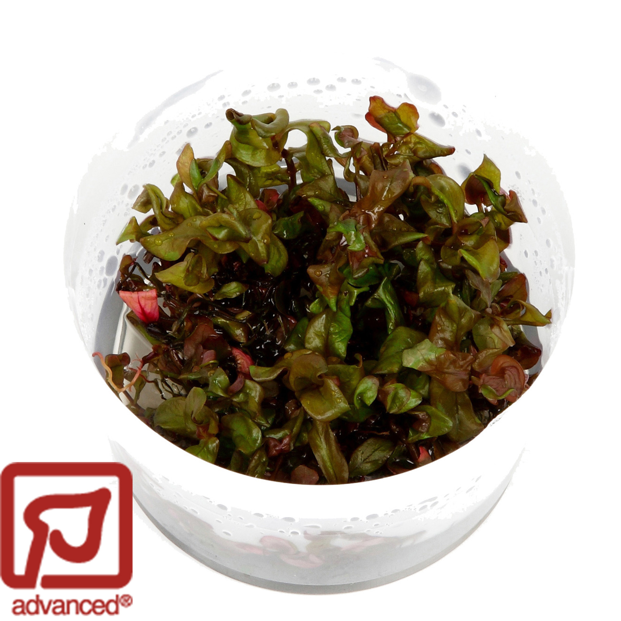 Rotala macrandra - 1-2-Grow!