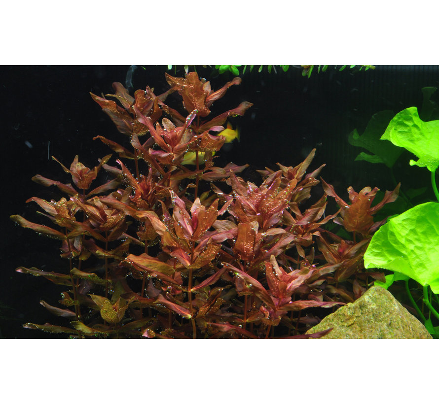 Rotala macrandra - 1-2-Grow!