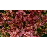 Rotala macrandra - 1-2-Grow!